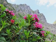 Pizzo dei Tre Signori (2554 m) dalla Val d’Inferno fiorita-24lu24 - fotogallery